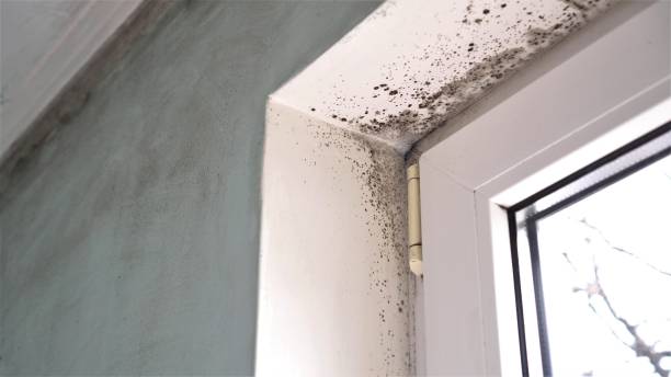 Best Same-Day Mold Removal  in Pembroke Pines, FL